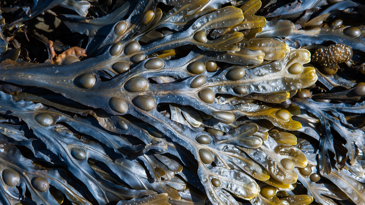 Actiphyte bladderwrack_1170x658px